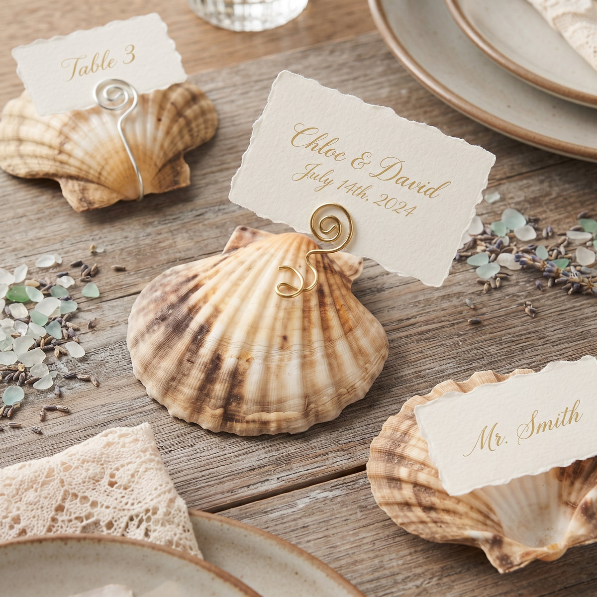 Natural Scallop Shells 10 x 11cm, Pack of 8, Large Seashells for Serving and DIY Crafts - SGI Online