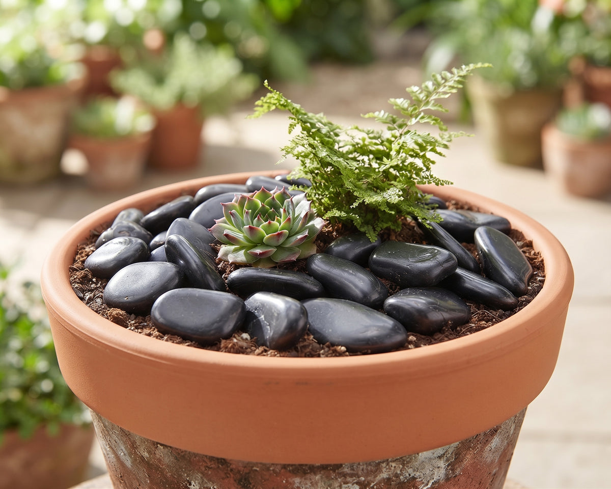 SGI Online Black Polished River Cobbles for Decor - SGI Online SGI Online