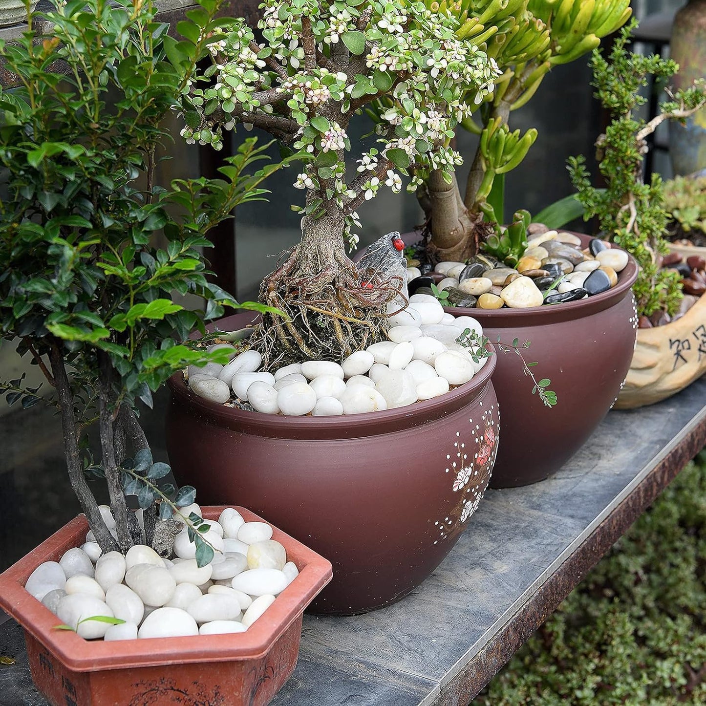 Potted plants decorated with white polished pebbles for decoration in brown and terracotta planters SGI Online